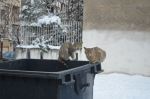 Cats