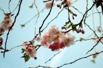 Cherry Blossoms 