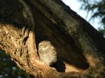Early Morning For An Owl