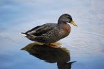 Duck With Drip On Beak