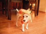 Zippy In Her Halloween Outfit