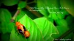 Loving Creatures