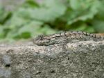 Buddy The Lizard