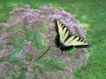 Butterfly On Joe Pie Weed