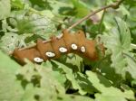 Caterpillar