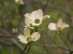 Dogwood Blossoms