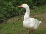 Goose Profile
