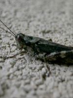 Grasshopper
