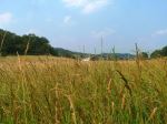 Hayfield