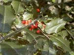 Holly Branch
