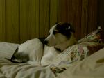 Jake On Bed