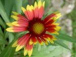 Orange Daisy