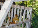 Red Squirrel On Swing