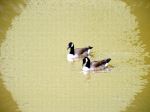 Swimming Pair