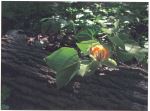 Tuliptree Blossom
