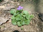 Violet All Alone