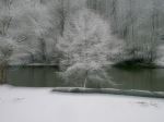  tree In Winter Snow