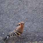 A Walk By A Flyer