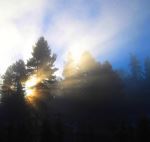 Morning Sunlight