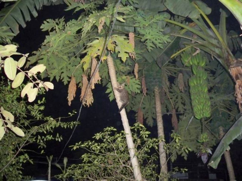 Cat Run Over A Papaya Tree To Save Herself