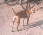 Dog With Stright Tail By Bindesh
