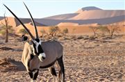 Oryx In The Middle Of The Dessert