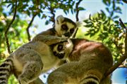 Lemurs Take Care Each Other