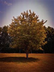 The Tree