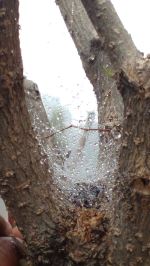 Spider Web