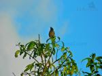 Bird On Tree