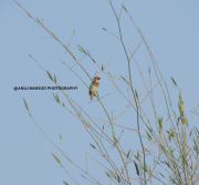 Wildlife Photography