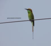 Wildlife Photography