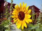 Honeybee On Sunflower