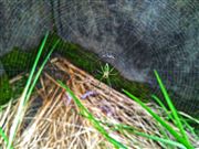 Green Life
