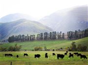 Black Cows Grazing