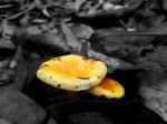 Wild Mushroom