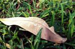 Pearl On Leaf