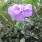 Beauty Of Earth