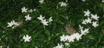 Frog And Flowers