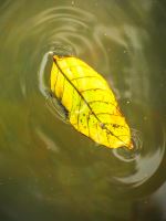 Leaf