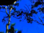 Spider Night