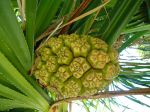 Ornamental Tree Fruit