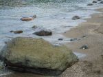 Seaside Stones