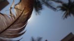 Feather In Sky