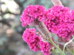 Pink Is The Nature