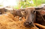 Carabao