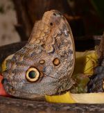 Owl Butterfly