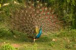 Dancing Peocock