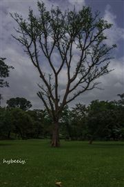 Tree?