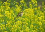 Sparrow In Mustard Farm